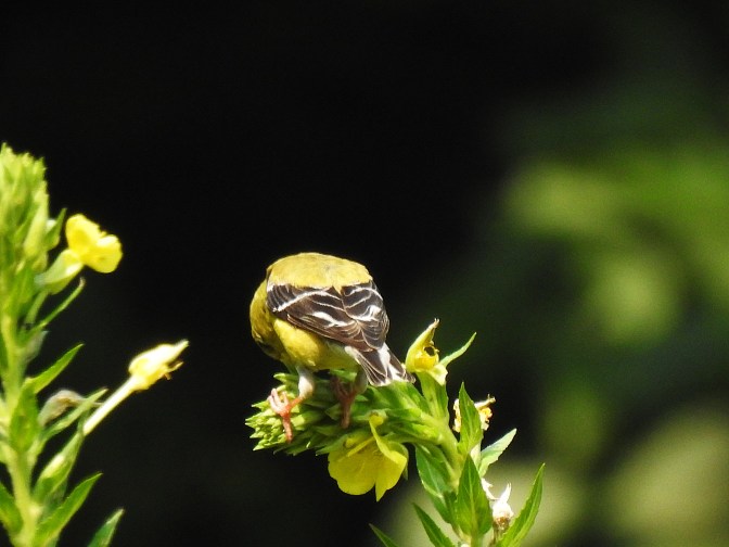 goldfinch dining on natives