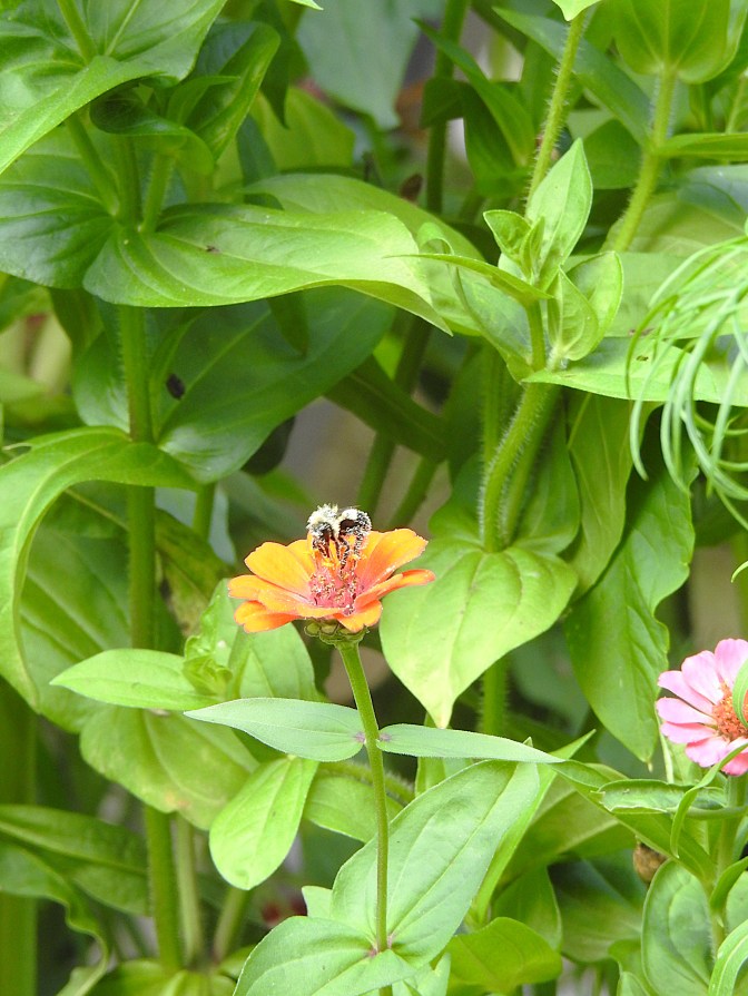 Bee covered in pollen on a flower.