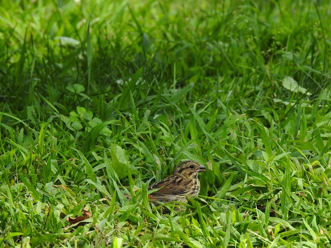 Feeding on seed heads and bugs on a freshly mowed lawn.