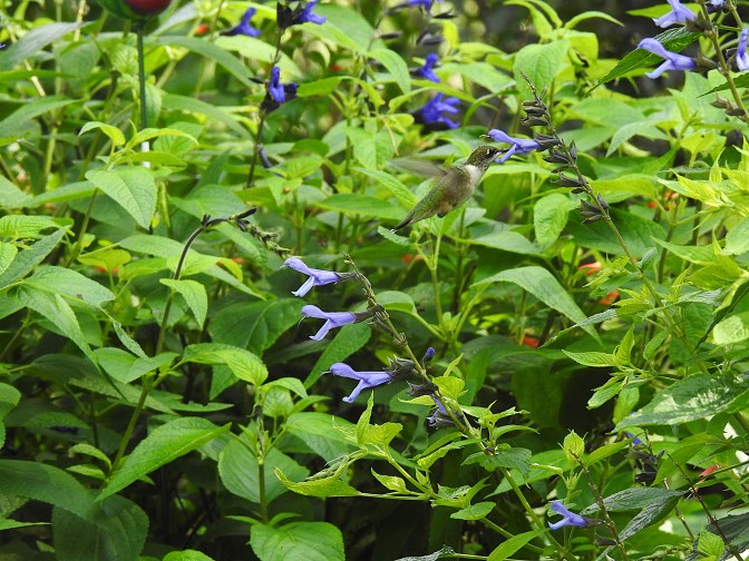 Female hummingbird dining on Black and Blue Salvia.