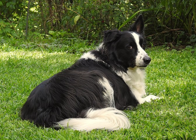 Brady the Border Collie watching me.    