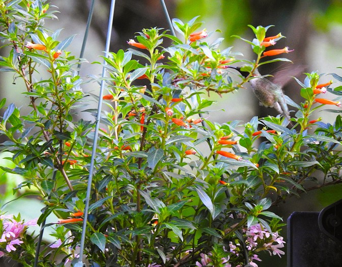 Female Ruby Throated Hummingbird and my Vermillionaire
they love the tubular blooms. 