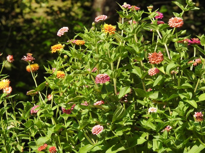 E. Miller
Zinnias grown in a raised container