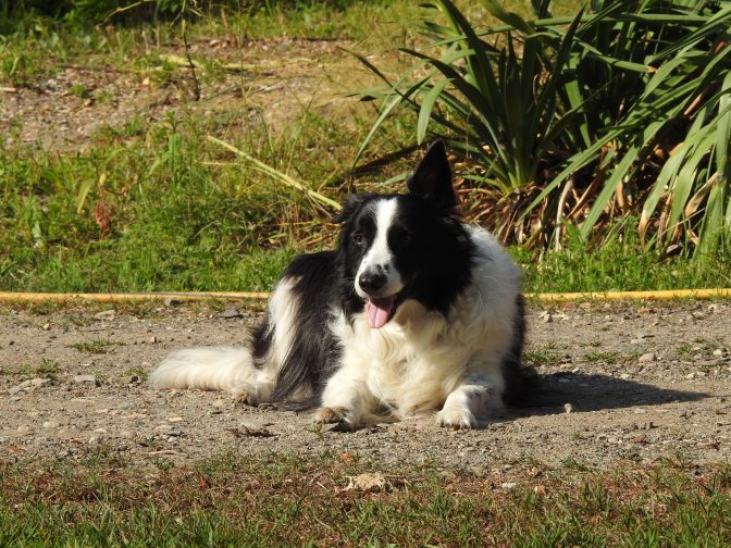 Brady on his 2nd year with us, hard to believe he used to run the streets.