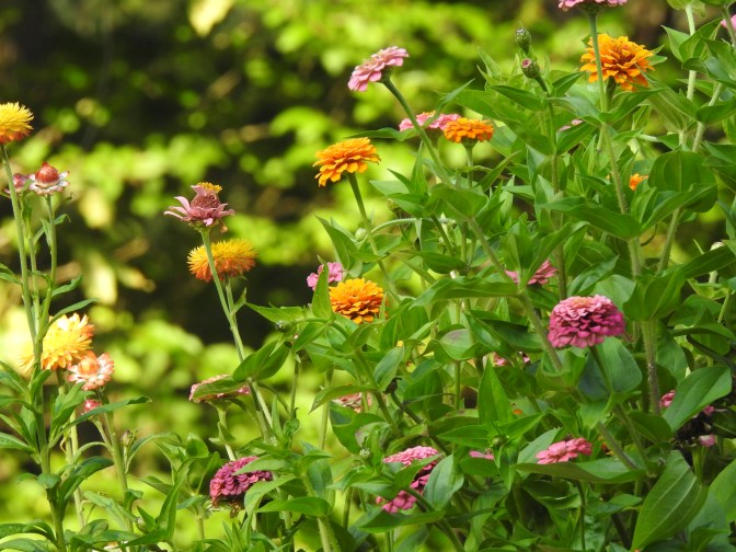 Overflowing containers of Zinnias