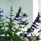 Six on Saturday-Life in the 603