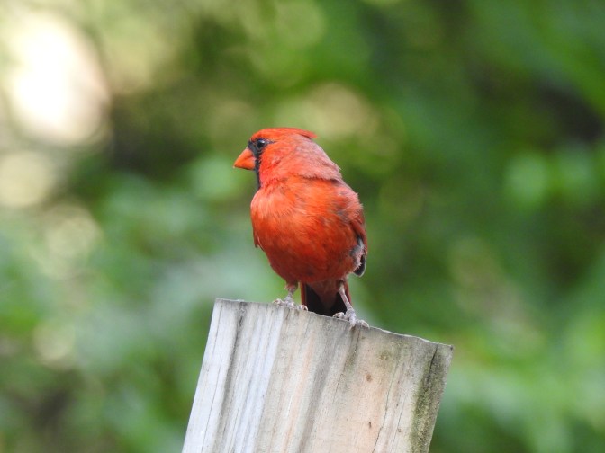 Male Northern Cardinal on a post that was sold green (I thought it was pressure treated)so they have all gone wonky.