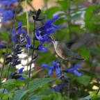 Silent Sunday-Seeking Peace in a World Filled With Hate