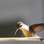 Humming Along With These Beauties