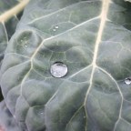 Maybe in time for Thanksgiving