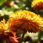 Silent Sunday-Still no Frost