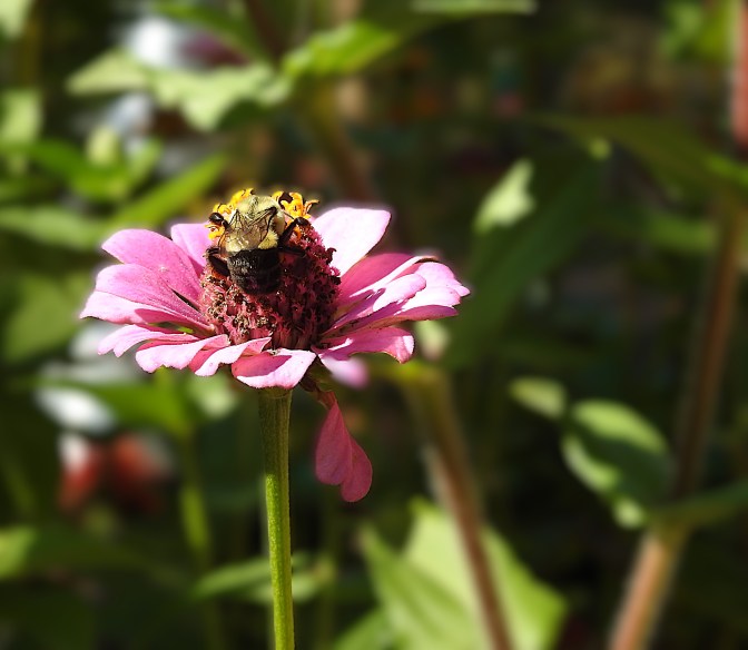 Bee on Zinnia