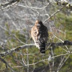 Feeding Birds in Winter: A Heartfelt Reflection
