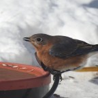 Creating a Bird-Friendly Yard in Winter