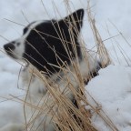 Reflections on Nature: My Journey Through Winter