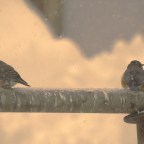 How Many are Hearing Sirens