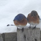 Six on Saturday- We are all Sick of it!